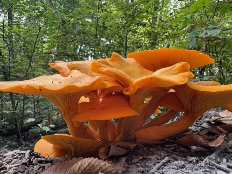 They Appear in Late Summer and Fall