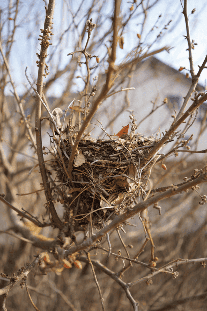 Abandoned Bird Nest From A Previous Season