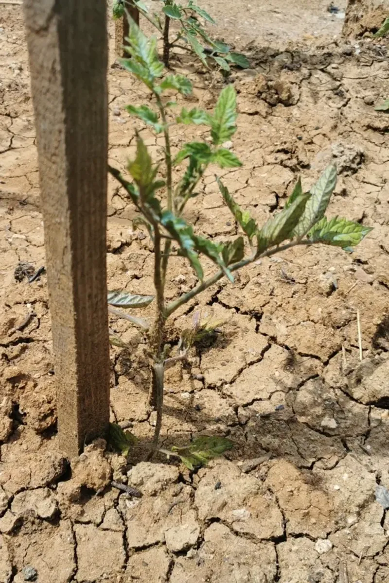 Mulch-Free Bare Ground Next To Grass