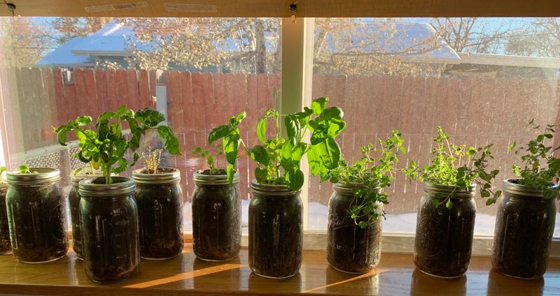 Mason Jar Herb Gardens Hang From Fences