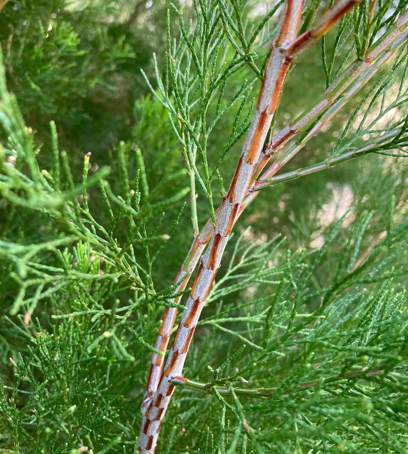 Australian Pine