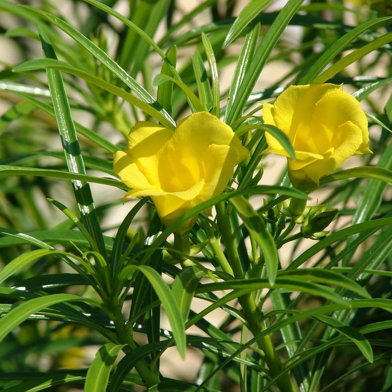 Yellow Oleander (Thevetia Peruviana)