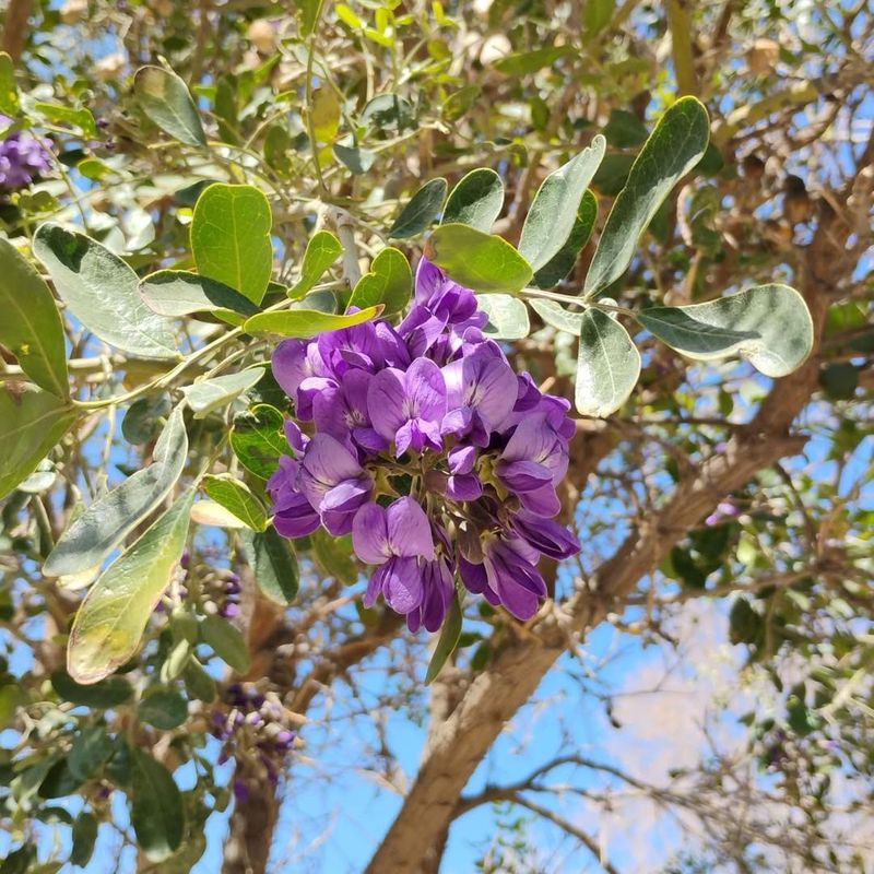 Mexican Buckeye (Ungnadia Speciosa)