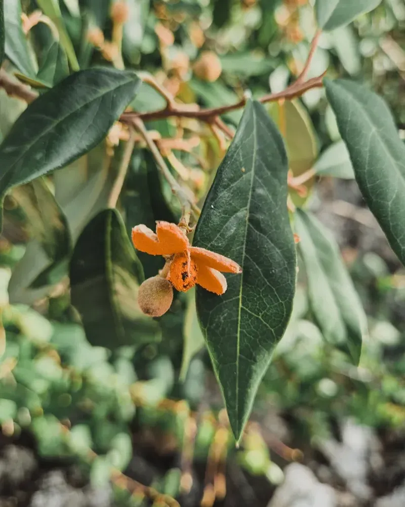 Poisonwood Tree (Metopium Toxiferum)