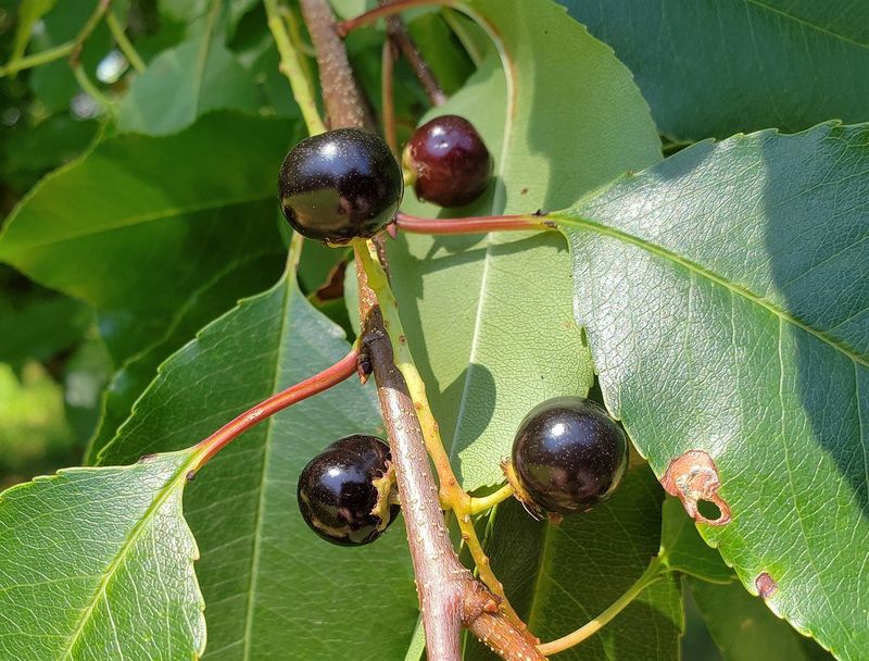 Black Cherry (Prunus Serotina)