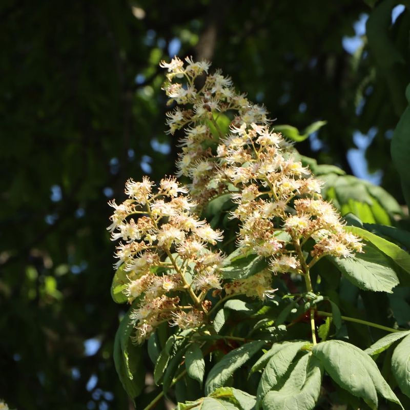 Horse Chestnut