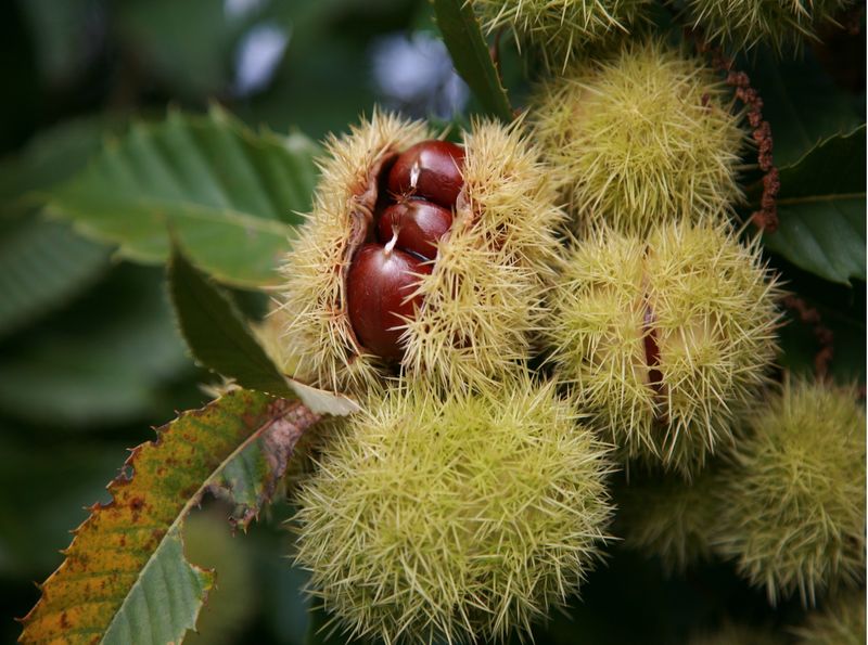 Chestnut (Blight-Resistant Varieties)