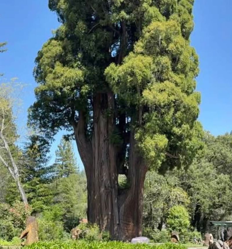 Coast Redwood (Sequoia Sempervirens)