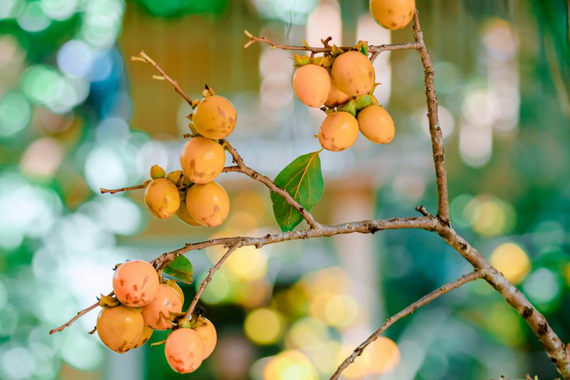 Persimmon Trees (Non-Native Varieties)