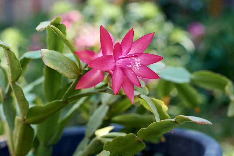 Easy Tips To Keep It Bloom-Ready Once It Springs Back To Life