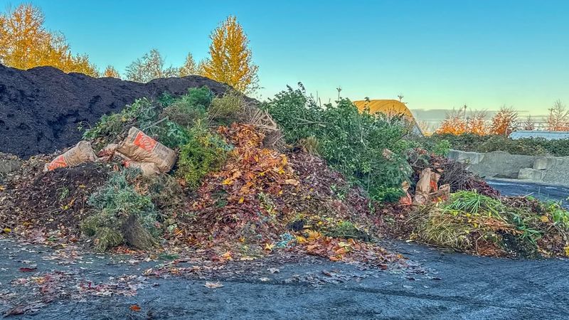 Accumulated Yard Waste