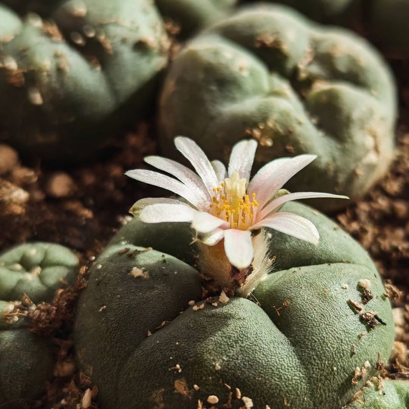 Peyote Cactus &mdash; Lophophora Williamsii