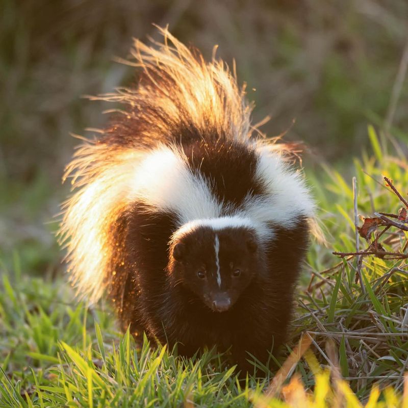 Skunk (Mephitis Mephitis)
