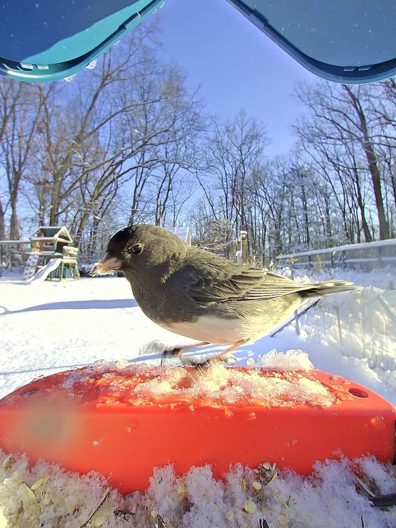 Availability Of Fresh Water Sources