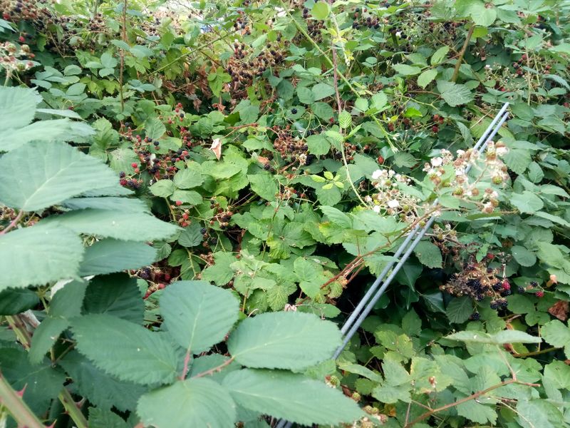 Greenwood Food Forest in Seattle
