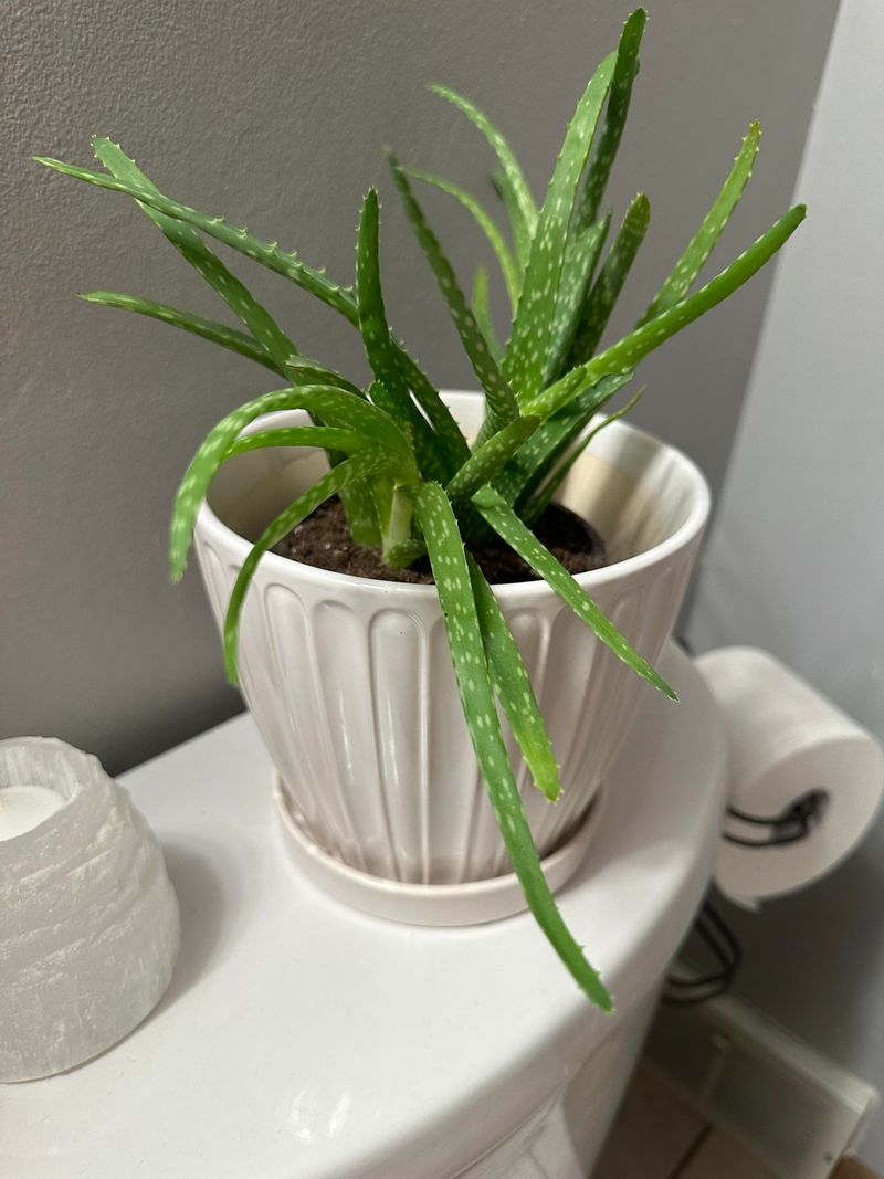 Aloe Vera