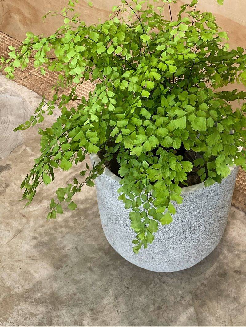 Fern Lovers Create Cozy Nurturing Spaces