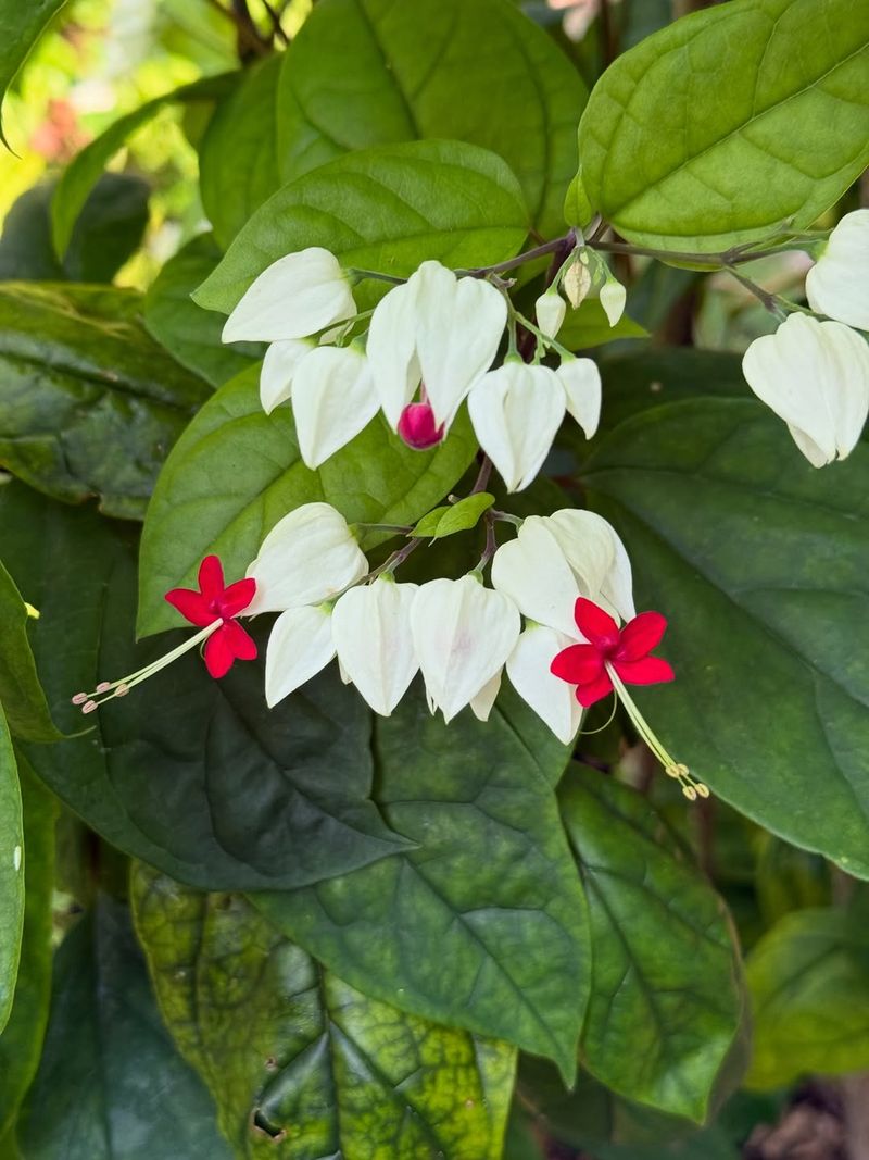 Bleeding Heart Vine (Clerodendrum Thomsoniae)