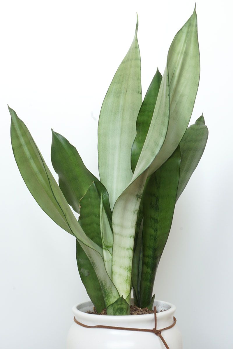 Snake Plant (Dracaena Trifasciata)