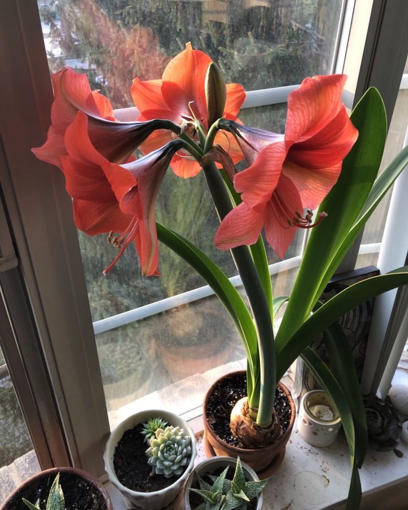 Amaryllis