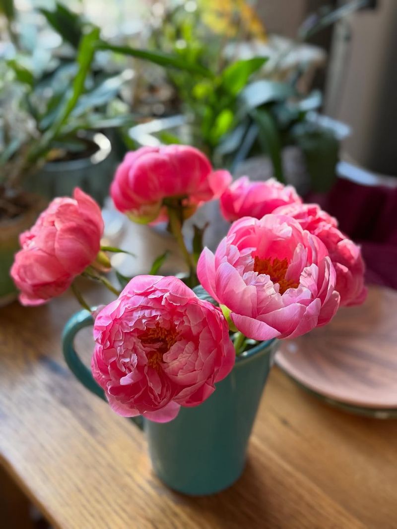 Peonies