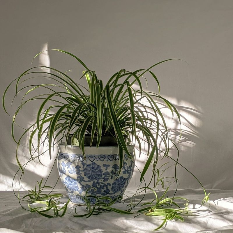 Spider Plant
