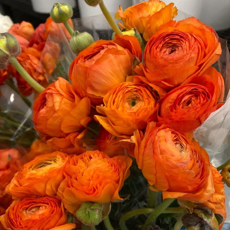 Ranunculus: The Detail-Oriented Artist