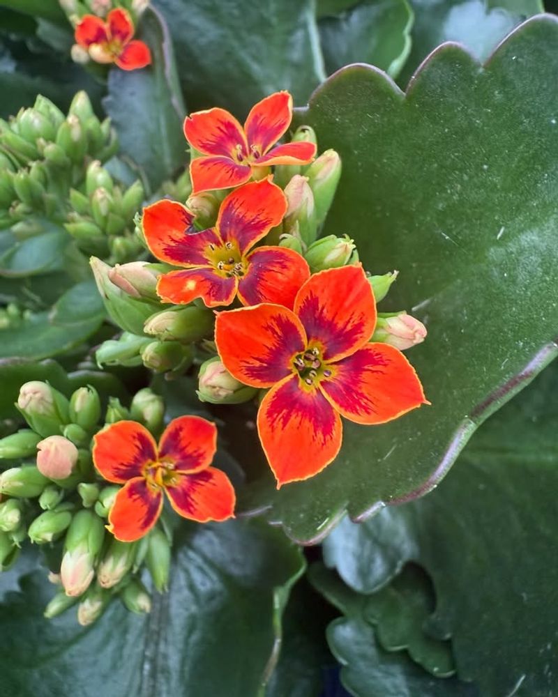Kalanchoe