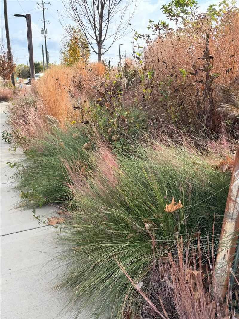 Native Grasses Require Far Less Water Than Traditional Lawns
