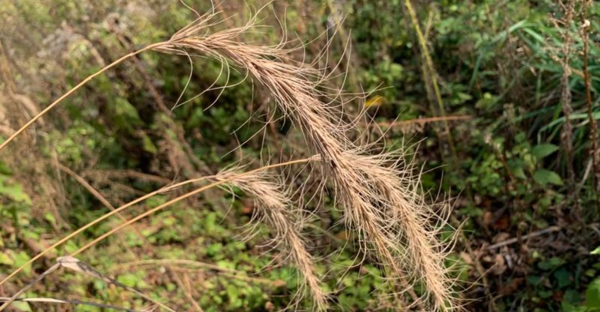 Native grasses (featured image)