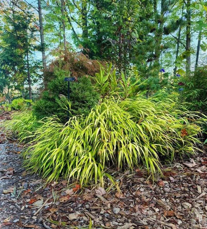 Japanese Forest Grass
