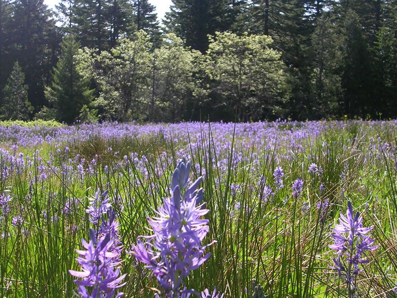 Camas