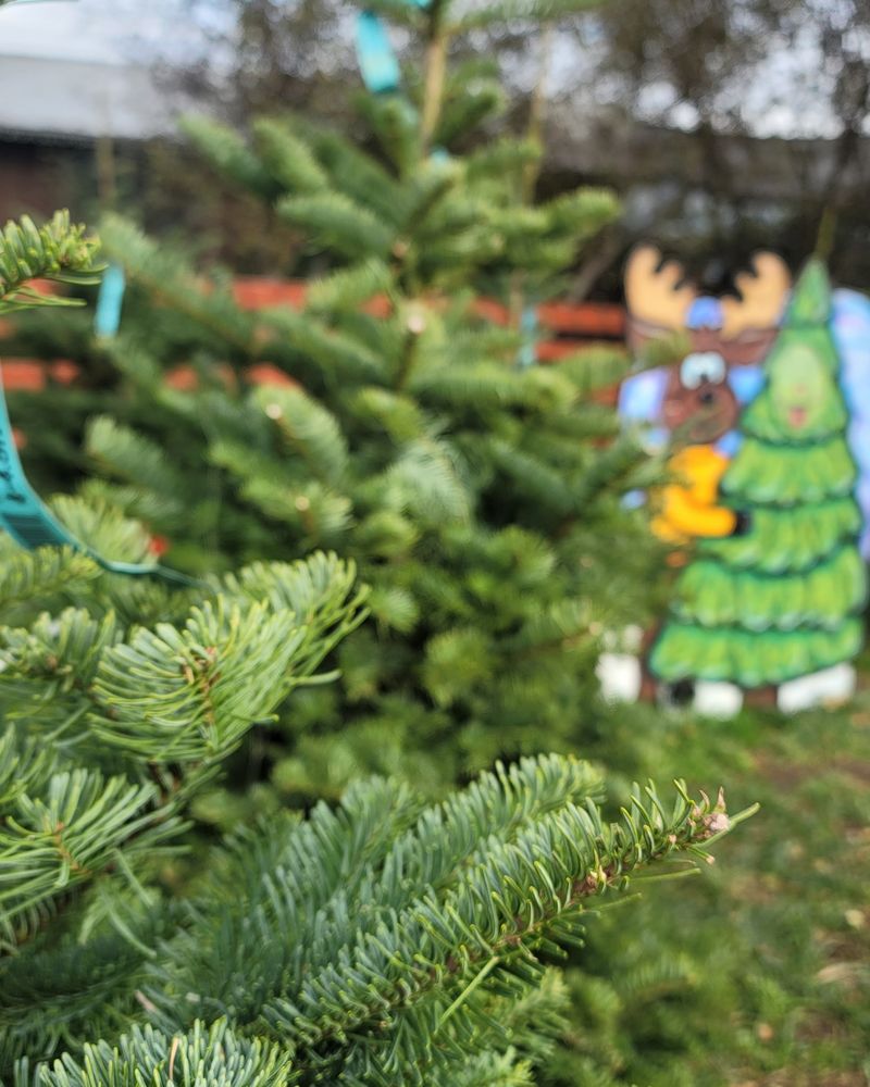 The Climate Creates Perfect Growing Conditions