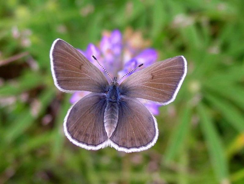 Fender's Blue Butterfly