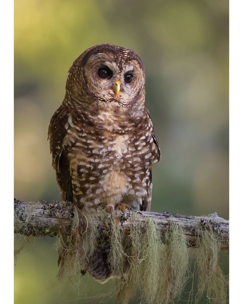 Northern Spotted Owls