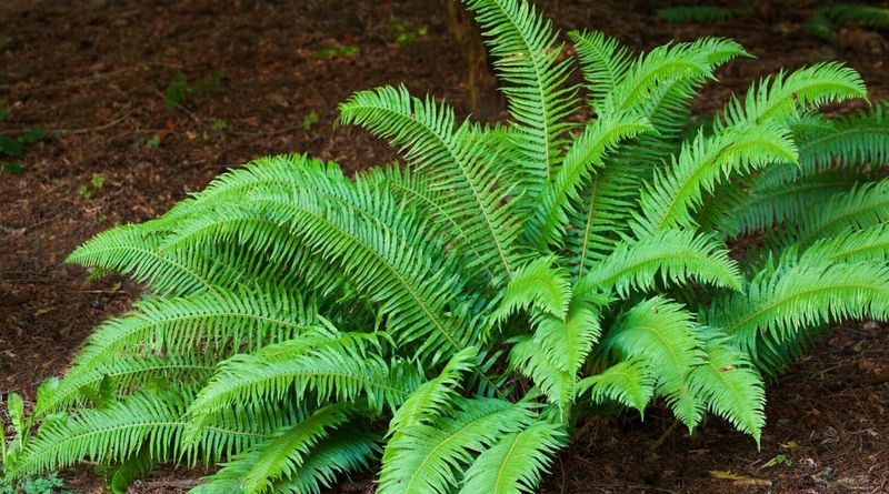 Mild Temperatures Year-Round Support Continuous Growth