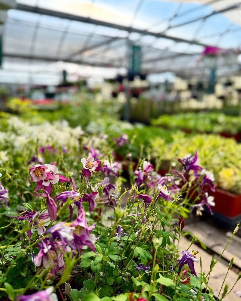 Assess Your Shade Type Before Planting Anything