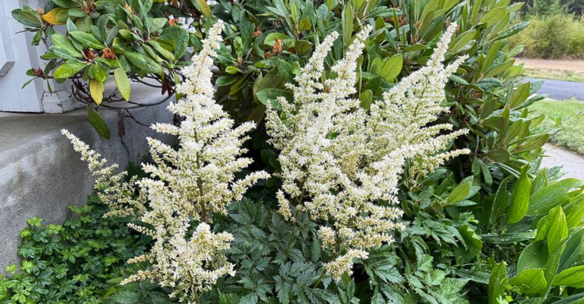 Oregon’s New Favorite Way To Build A DIY Shade Garden