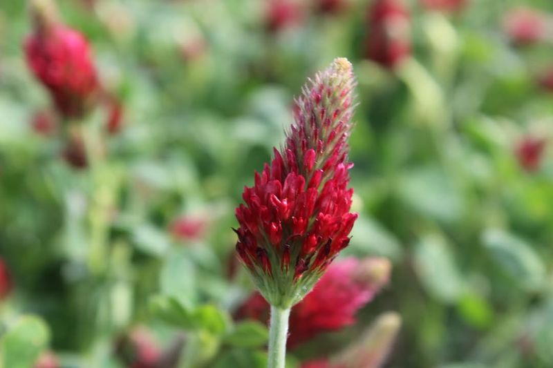 Pollinator Support Starts The Season Early