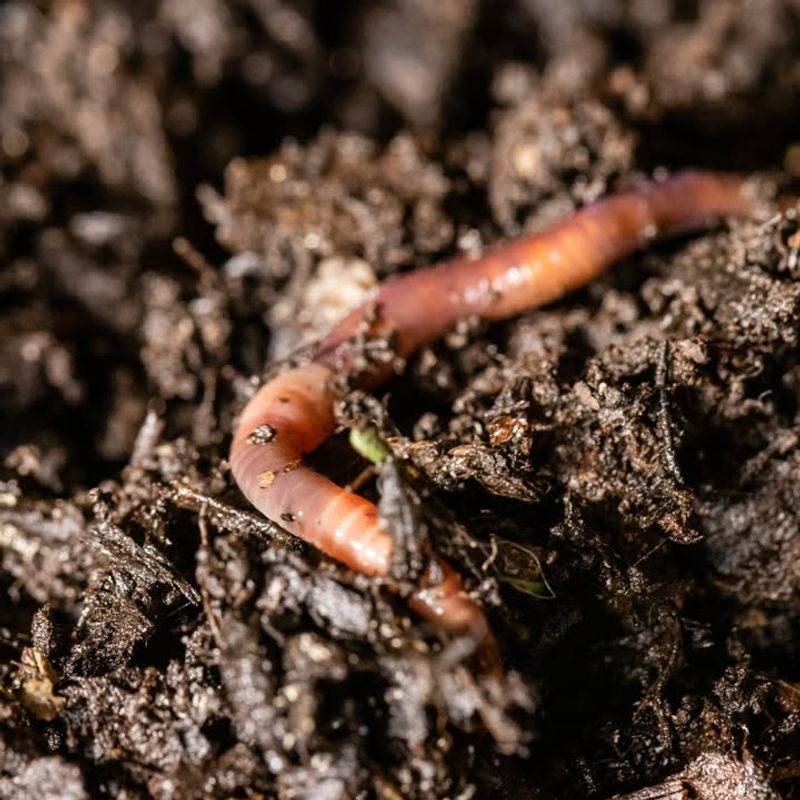 Increased Earthworm Activity Enriches Soil Color