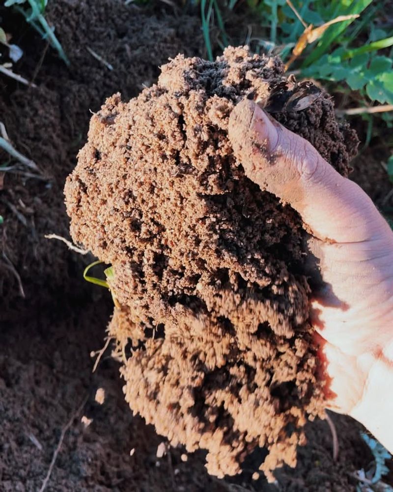 Food For Beneficial Soil Microbes