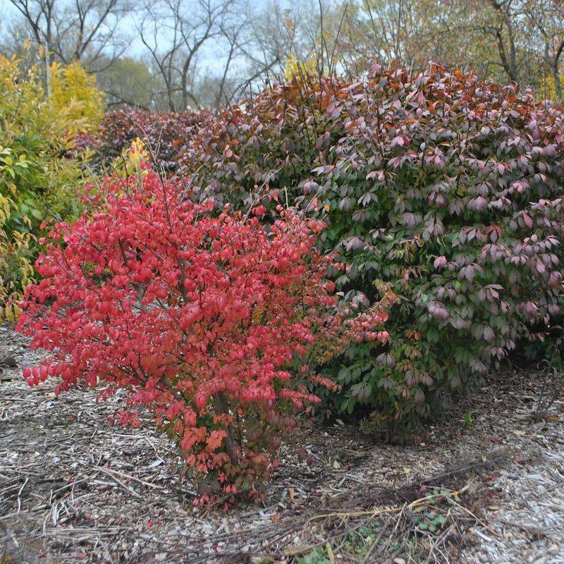 Burning Bush
