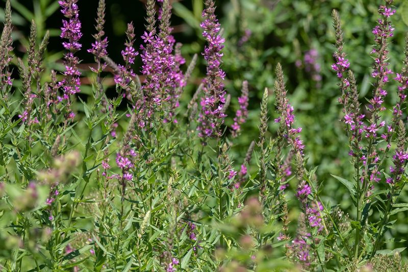 Purple Loosestrife