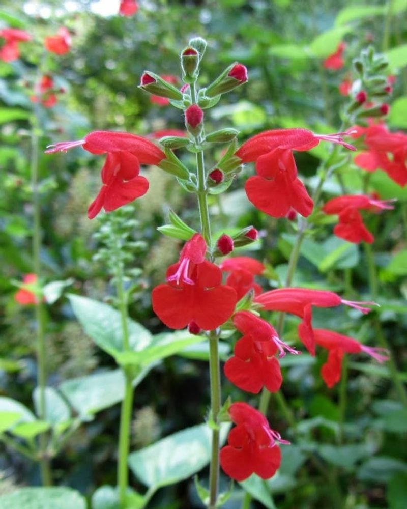 Salvia