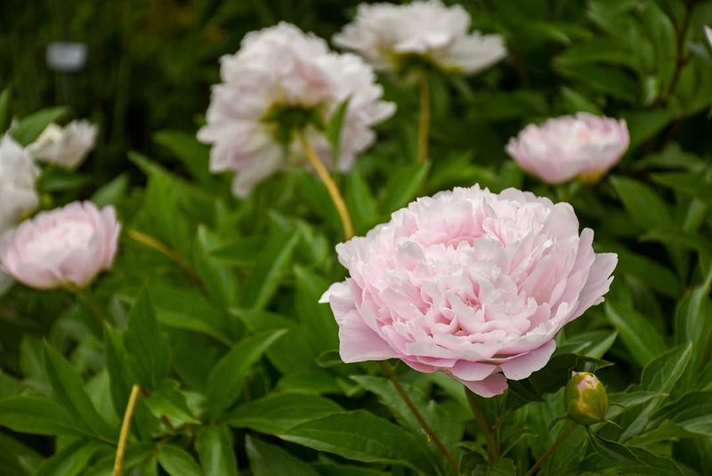 Peonies