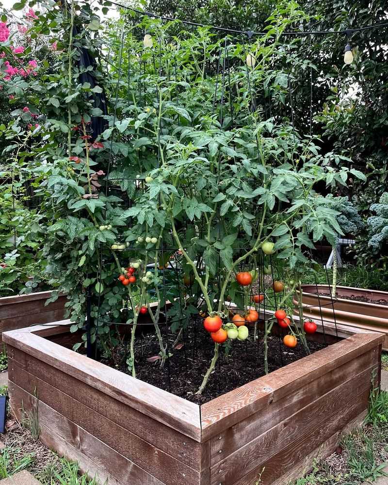 Raised Bed Vegetable Gardens