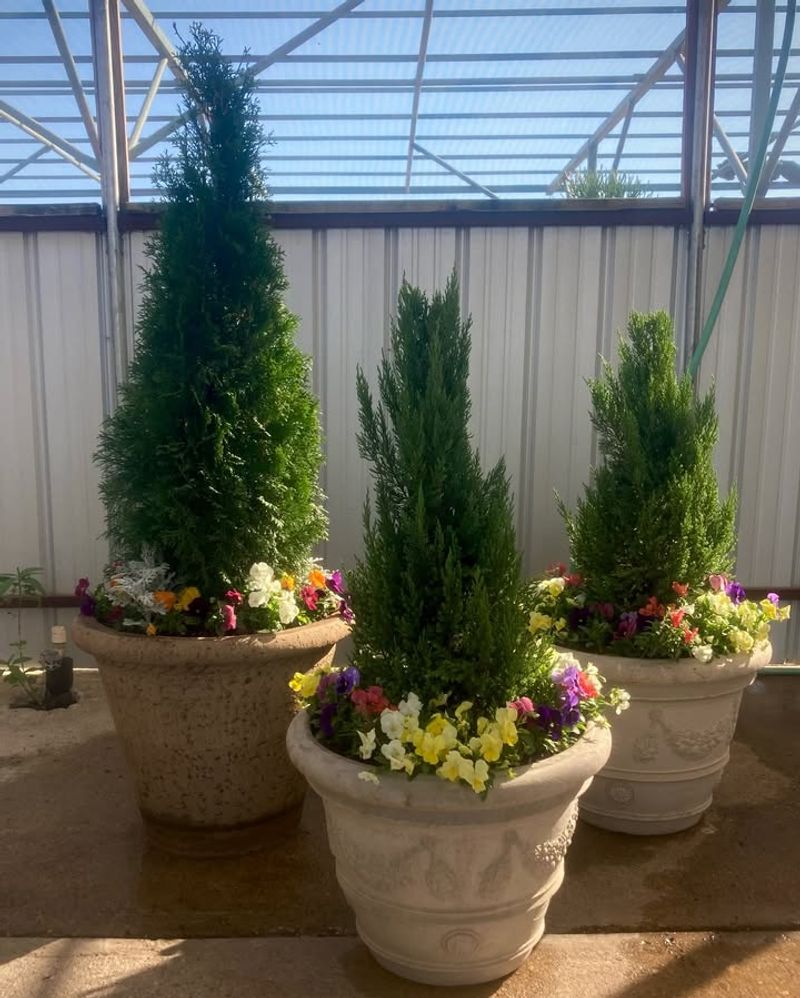 Mini Evergreen Trees In Decorative Pots