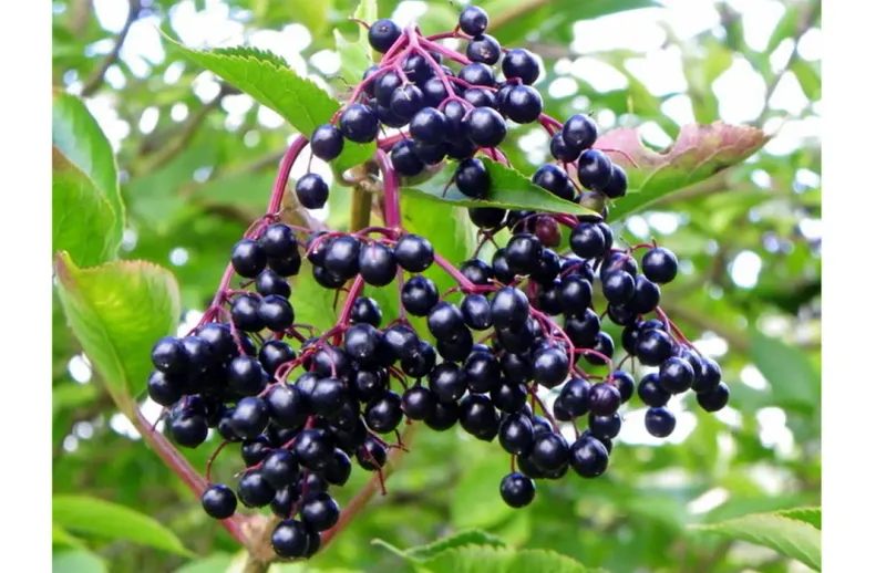 Elderberry
