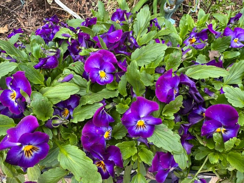 Violas