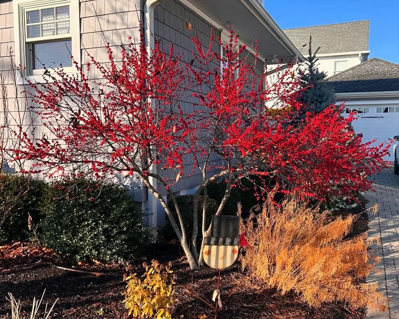 Winterberry Holly Offers Abundant Red Berries